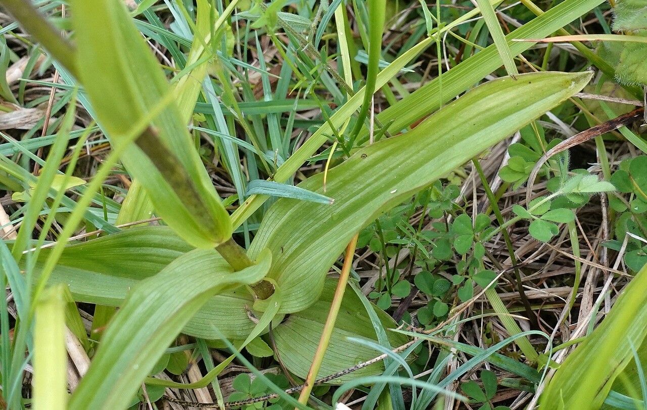 Epipactis palustris leaf