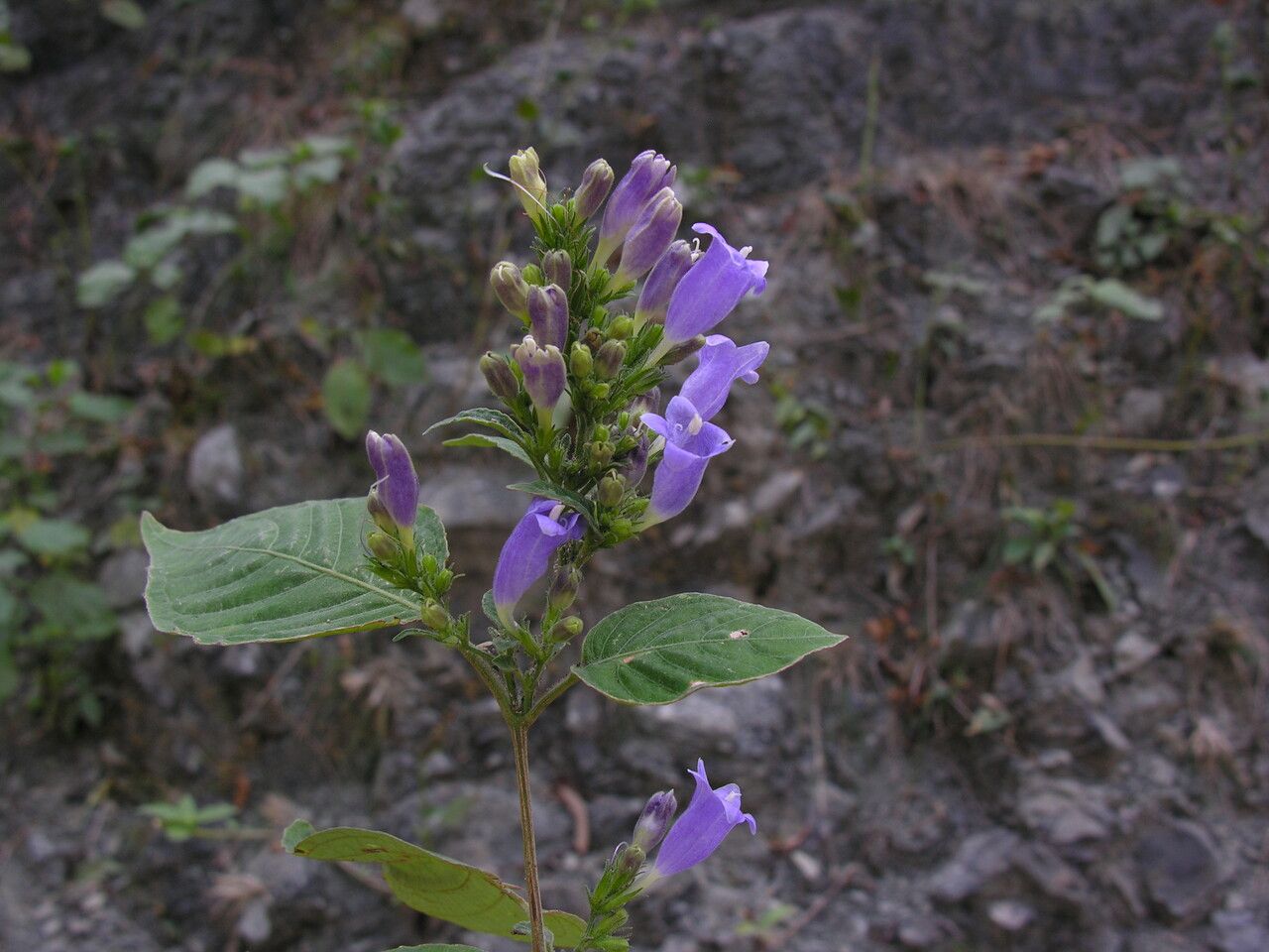 Strobilanthes violifolia habit