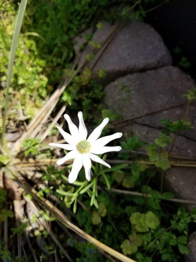 Anemone caroliniana — search result for 'Anemone'