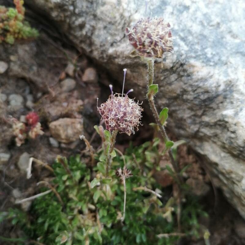 Jasione crispa fruit