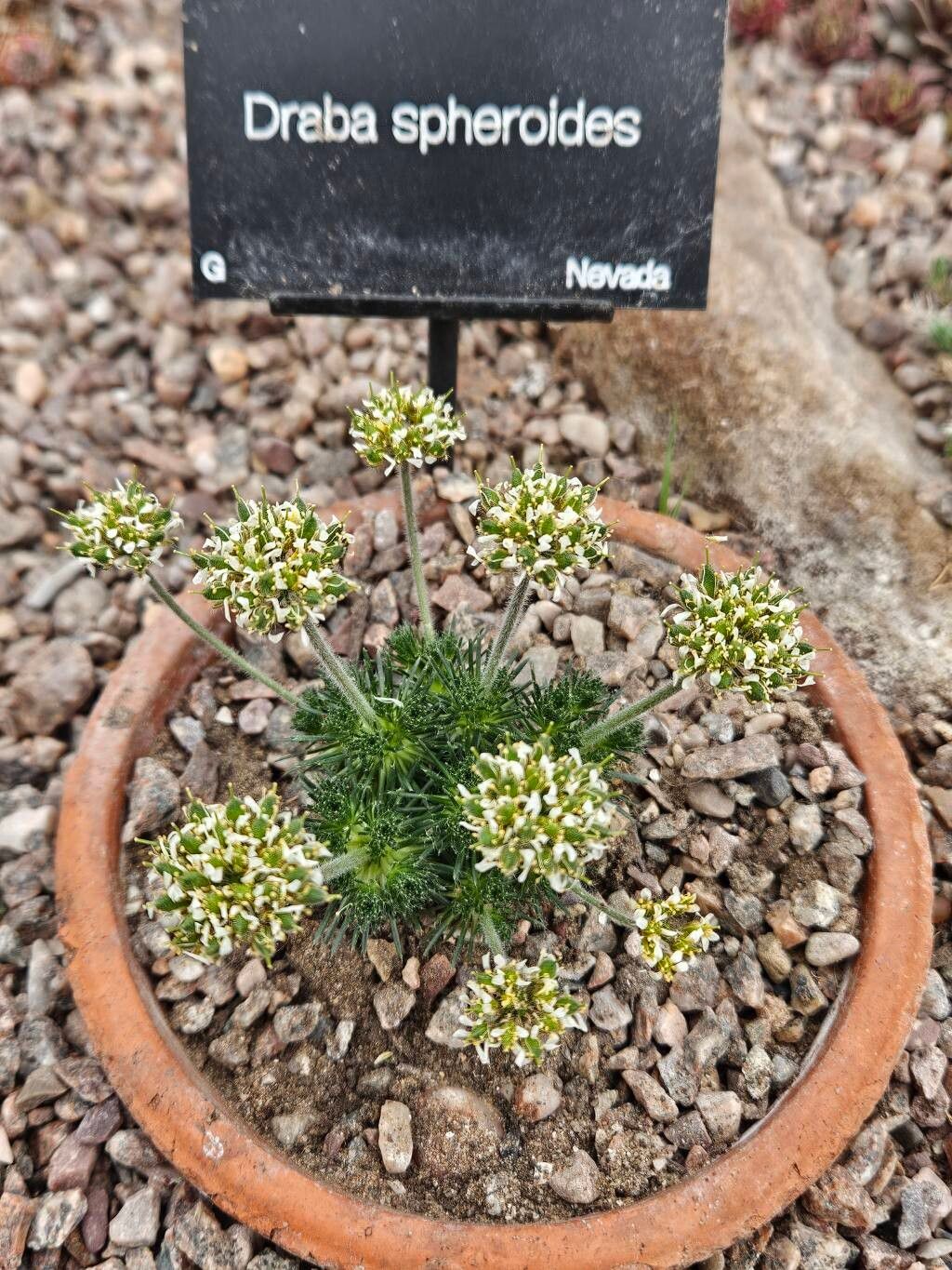Draba sphaeroides habit