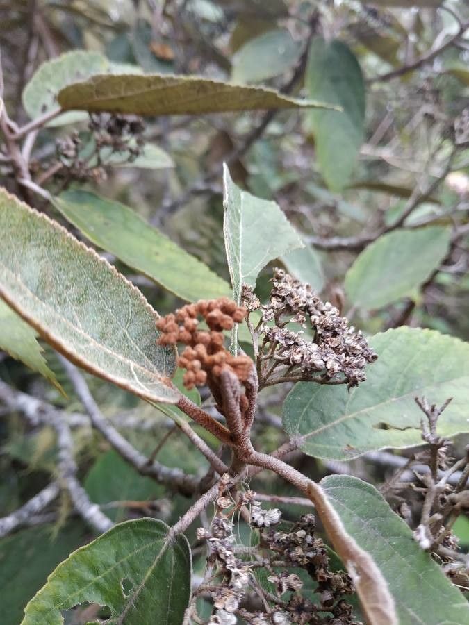 Dombeya ferruginea fruit