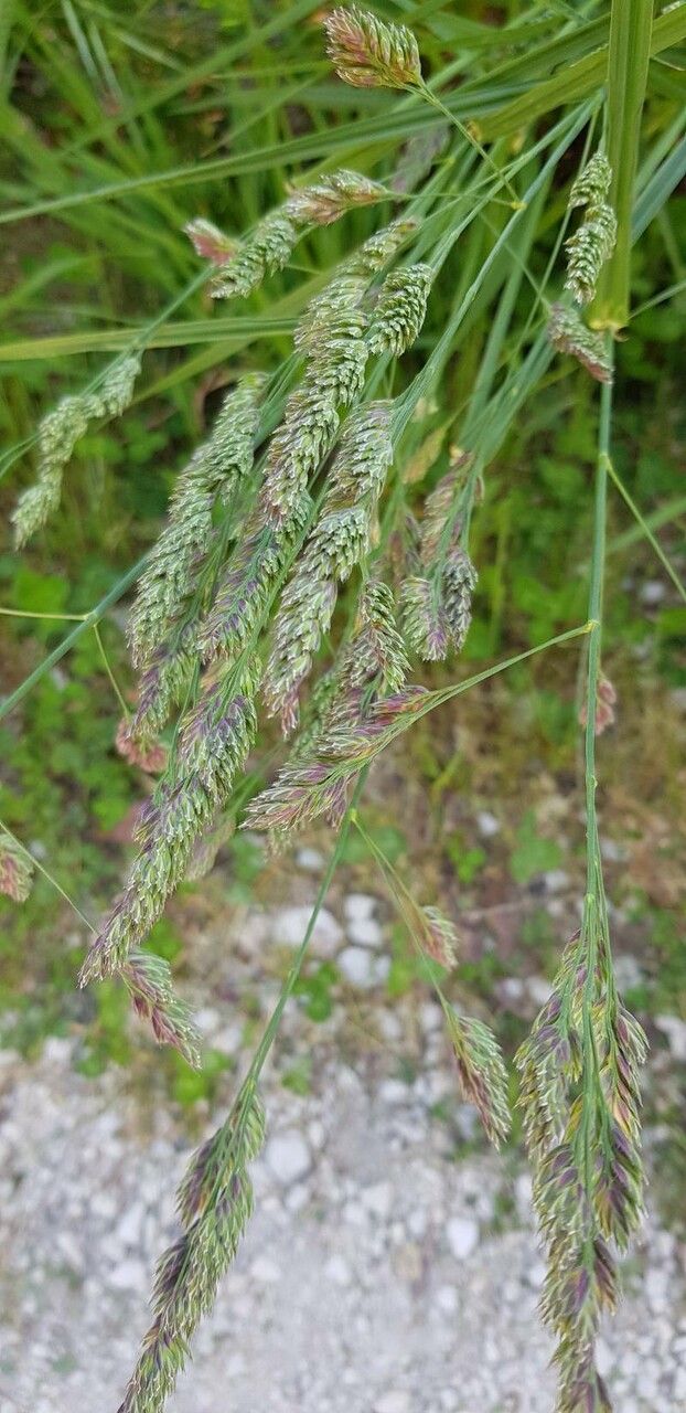 Gastridium ventricosum leaf