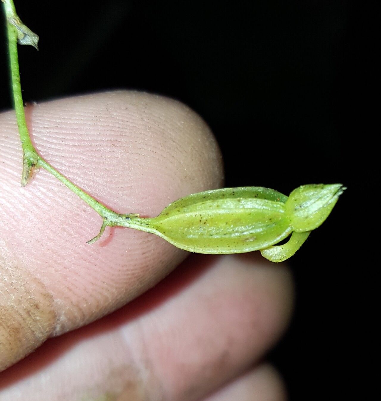 Angraecum multiflorum fruit
