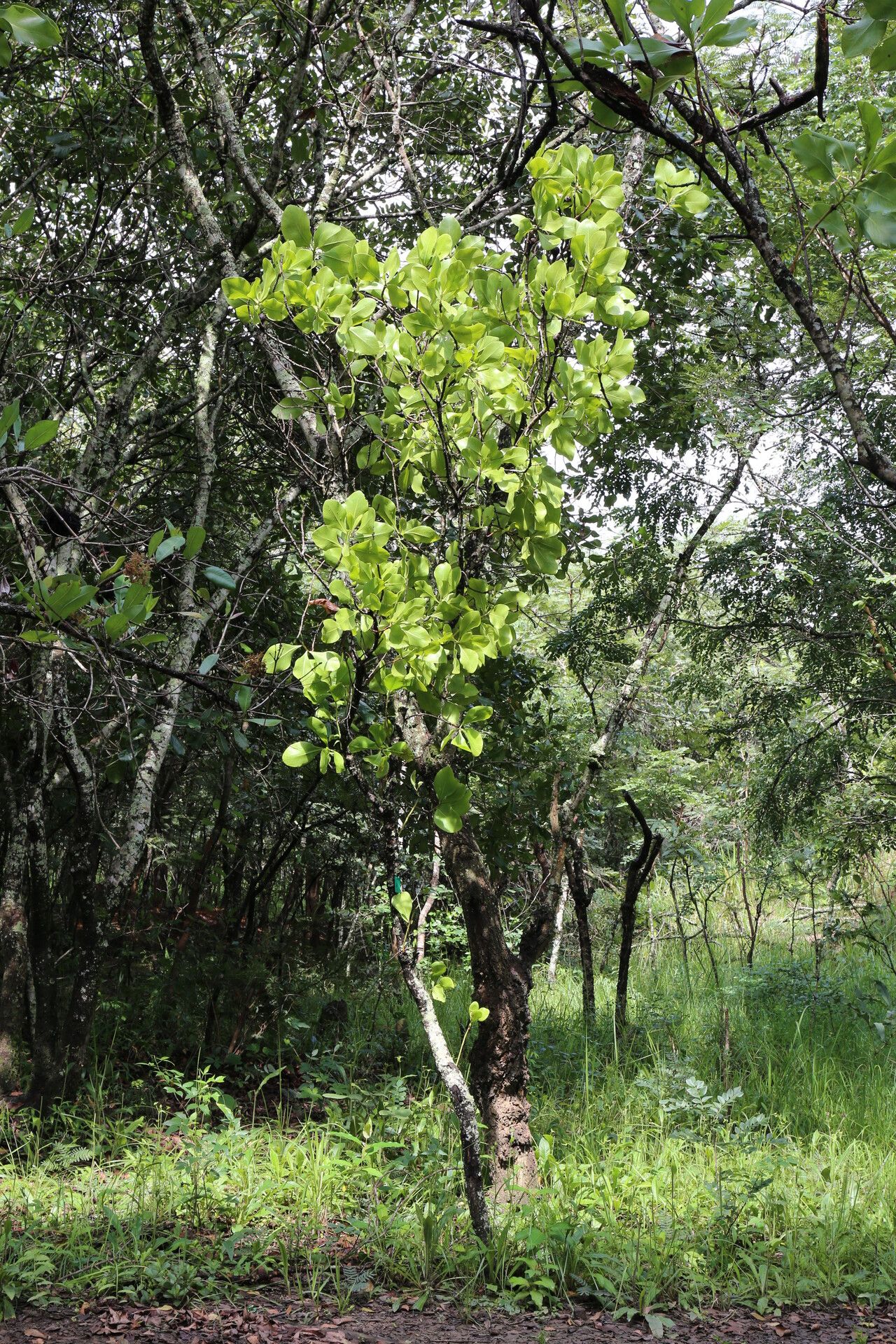 Protea angolensis habit