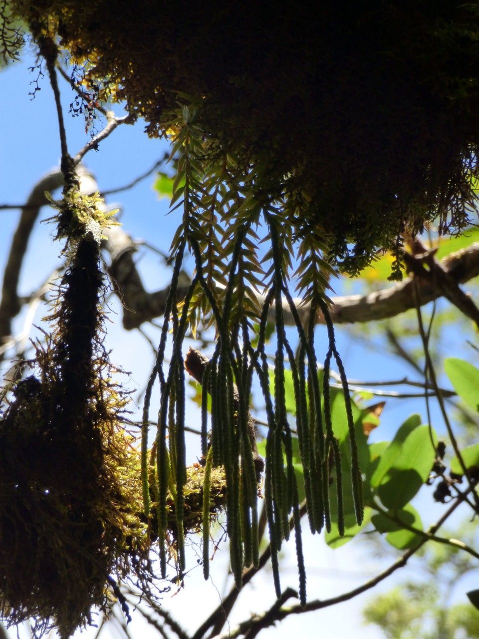 Huperzia ophioglossoides habit