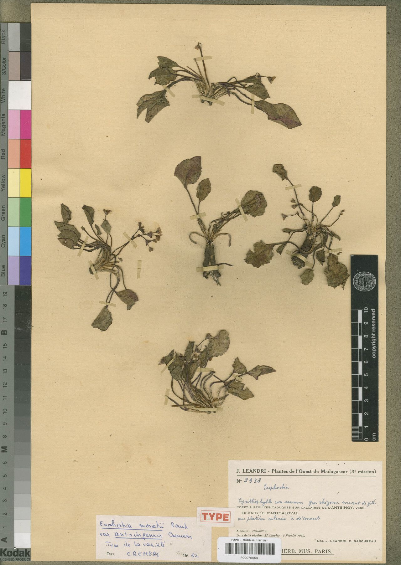 Euphorbia antsingiensis — houseplant care guide