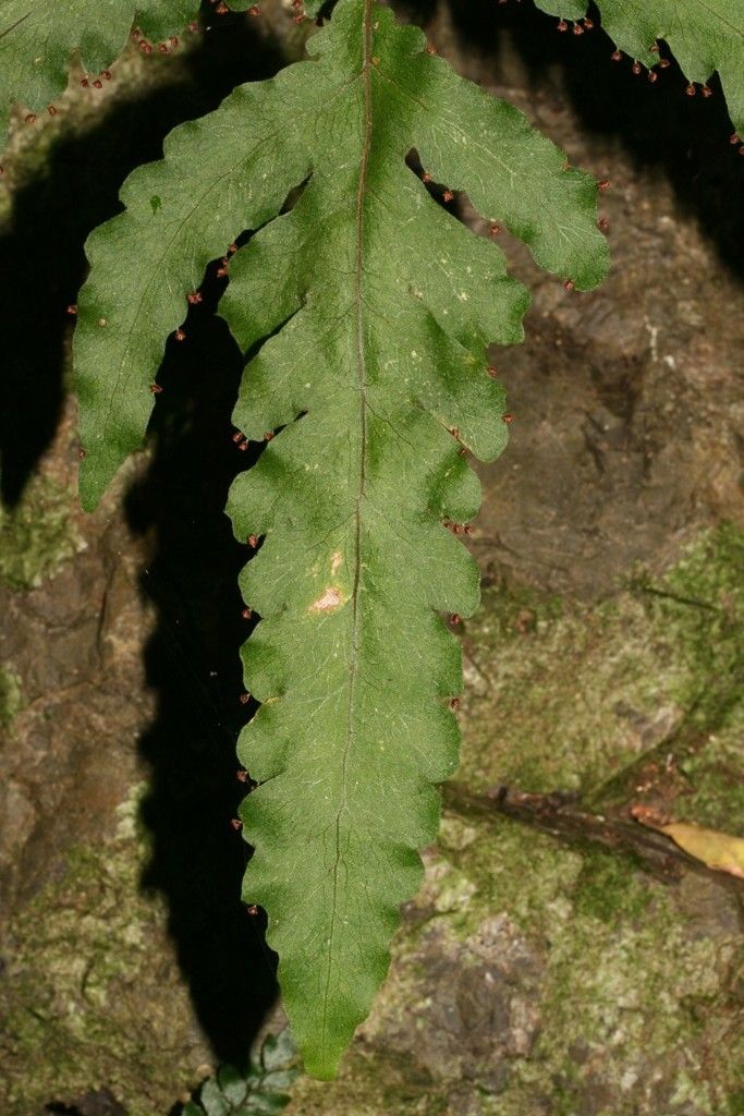 Tectaria moorei leaf