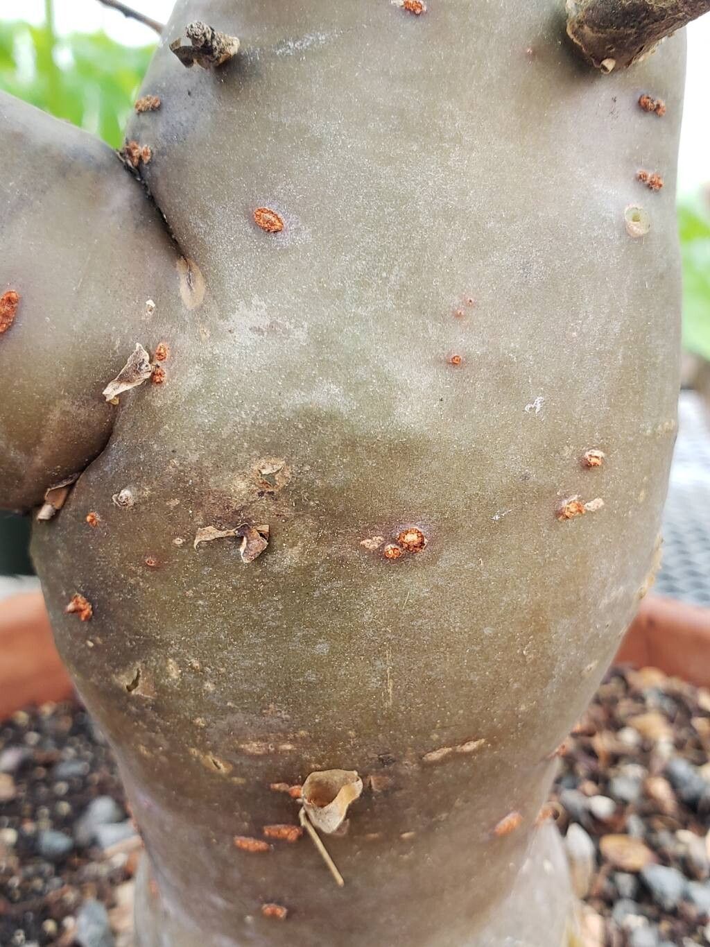 Commiphora gileadensis bark