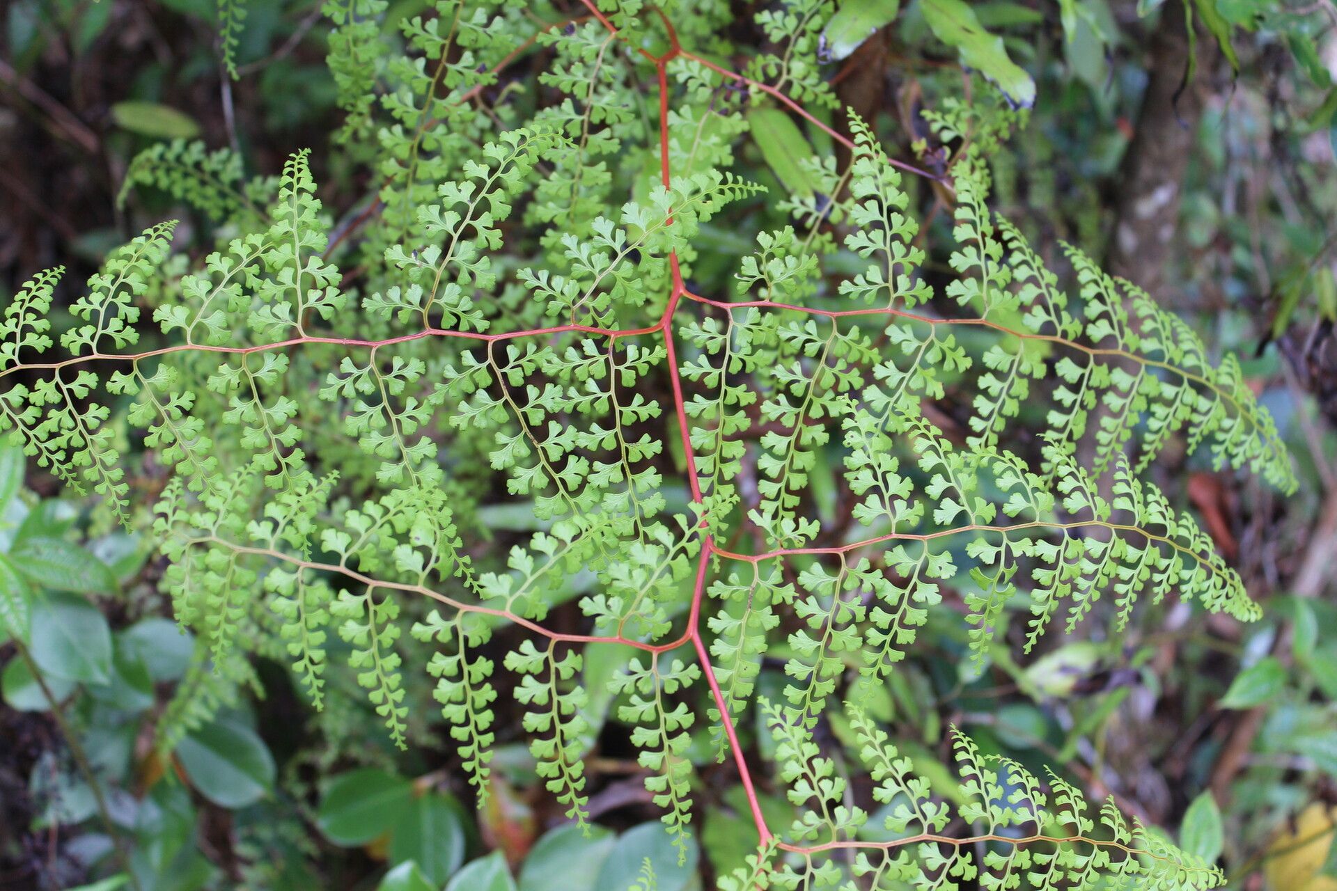 Odontosoria melleri — houseplant care guide