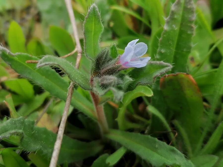 Nonea micrantha flower