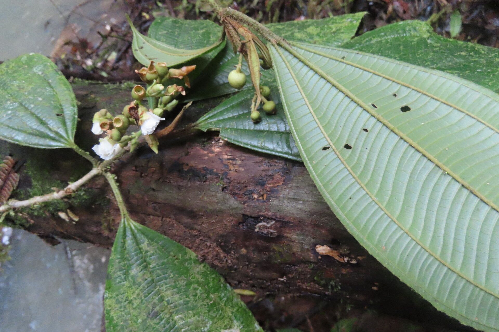 Miconia lasiopoda — houseplant care guide