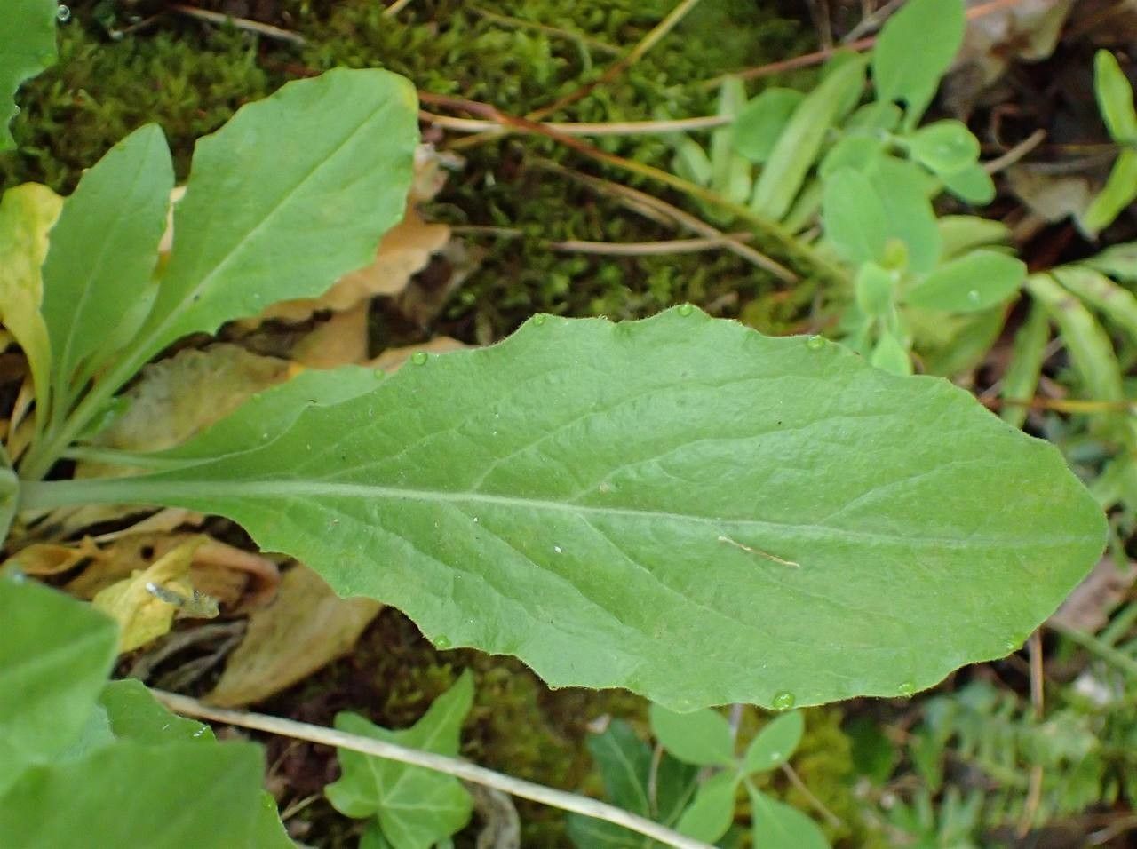 Arabis turrita — search result for 'Algeria'