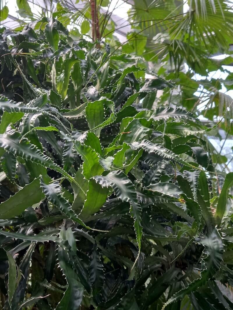 Pandanus pristis — search result for 'Pandanus'