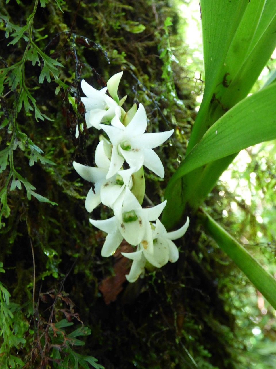 Angraecum bracteosum flower