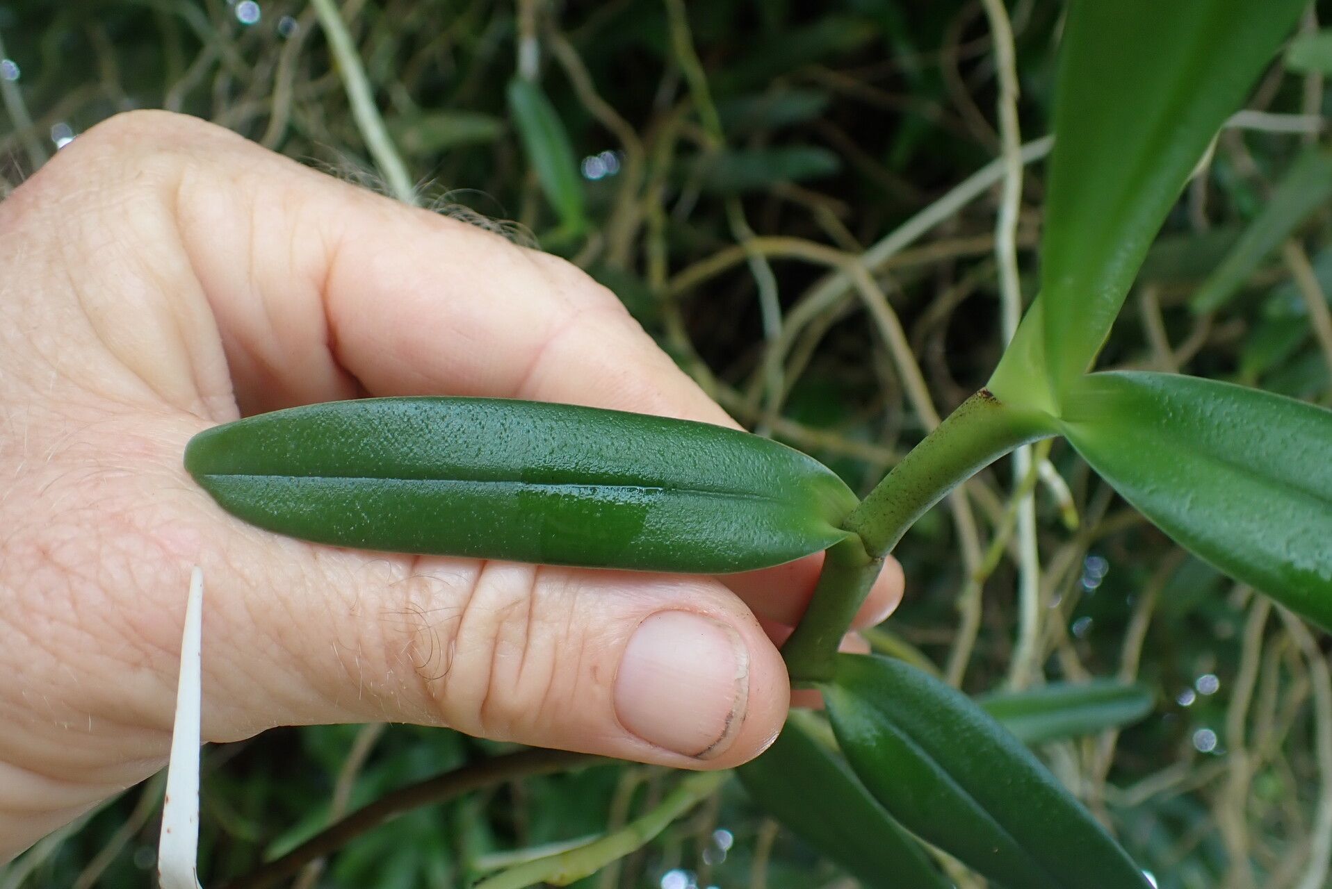 Jumellea stenoglossa — houseplant care guide