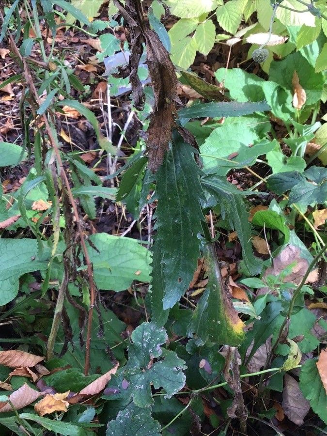Leucanthemum × superbum leaf