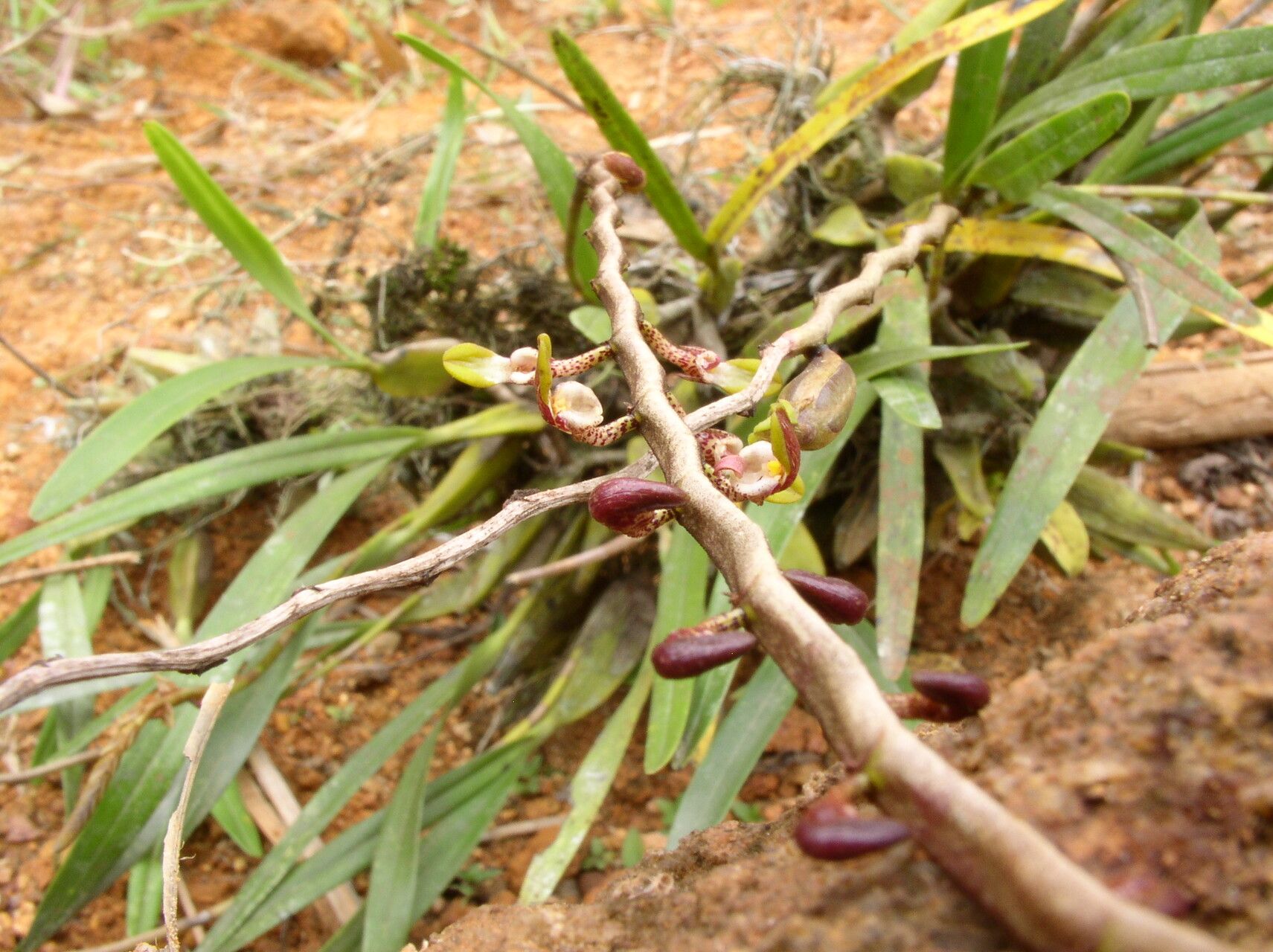 Bulbophyllum calyptratum habit