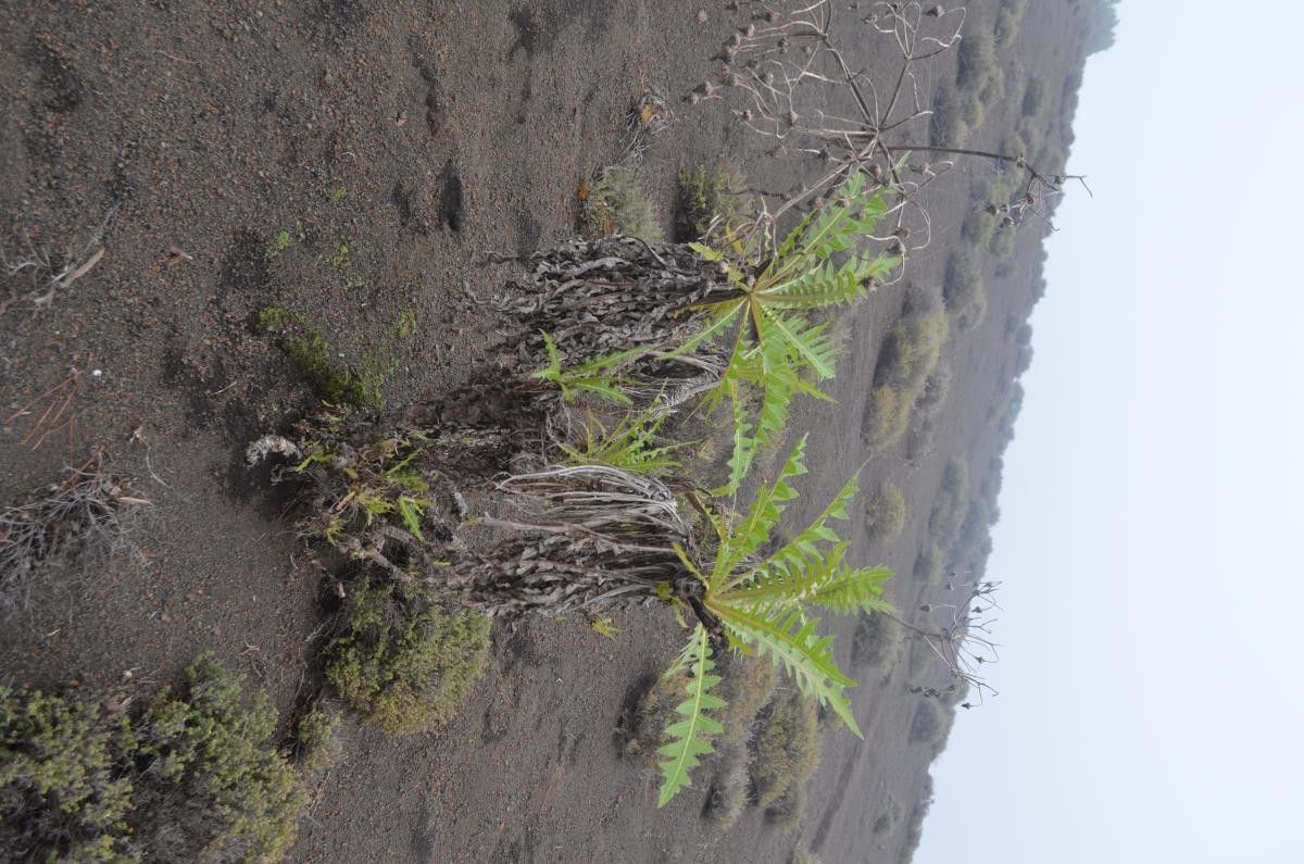 Sonchus gandogeri habit