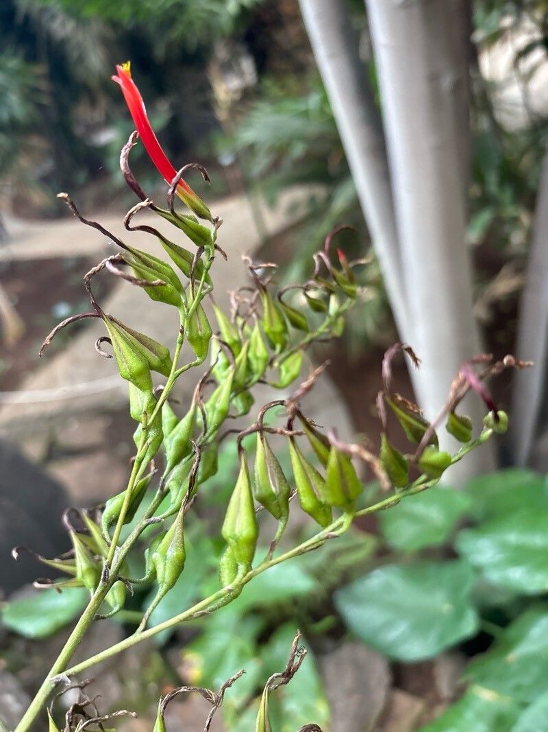 Pitcairnia pulverulenta flower