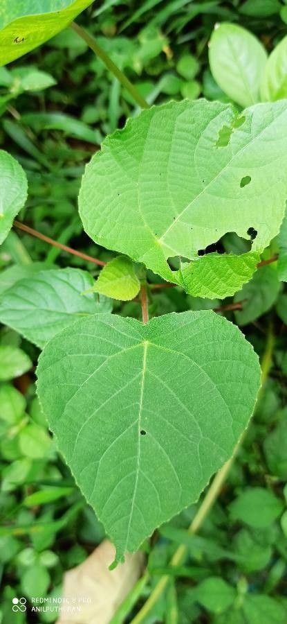 Macaranga indica leaf