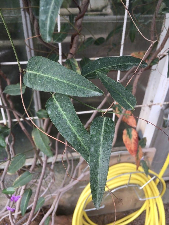 Hardenbergia comptoniana