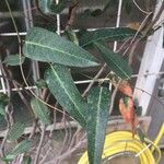 Hardenbergia comptoniana