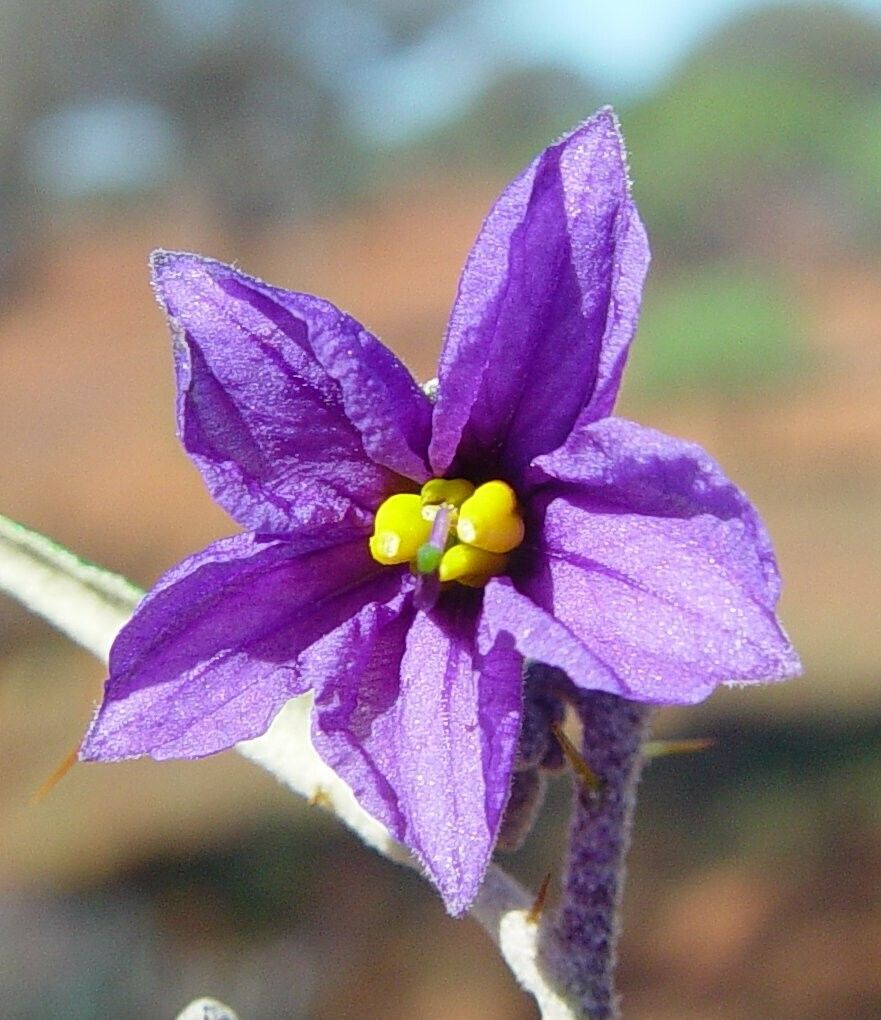 Solanum austropiceum — houseplant care guide