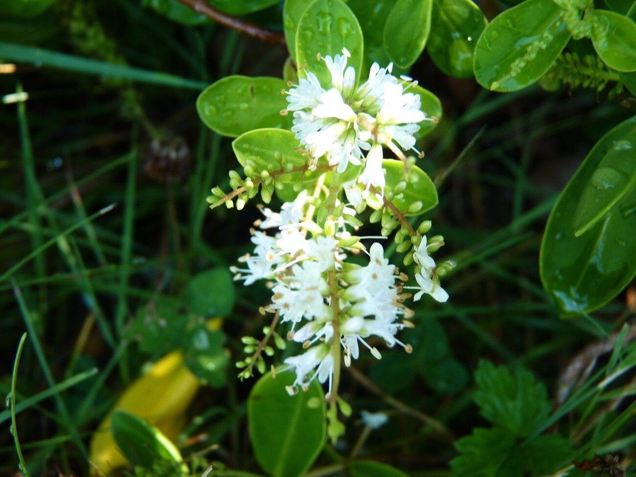Veronica bollonsii flower