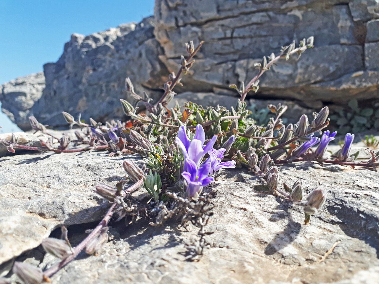 Campanula celsii habit
