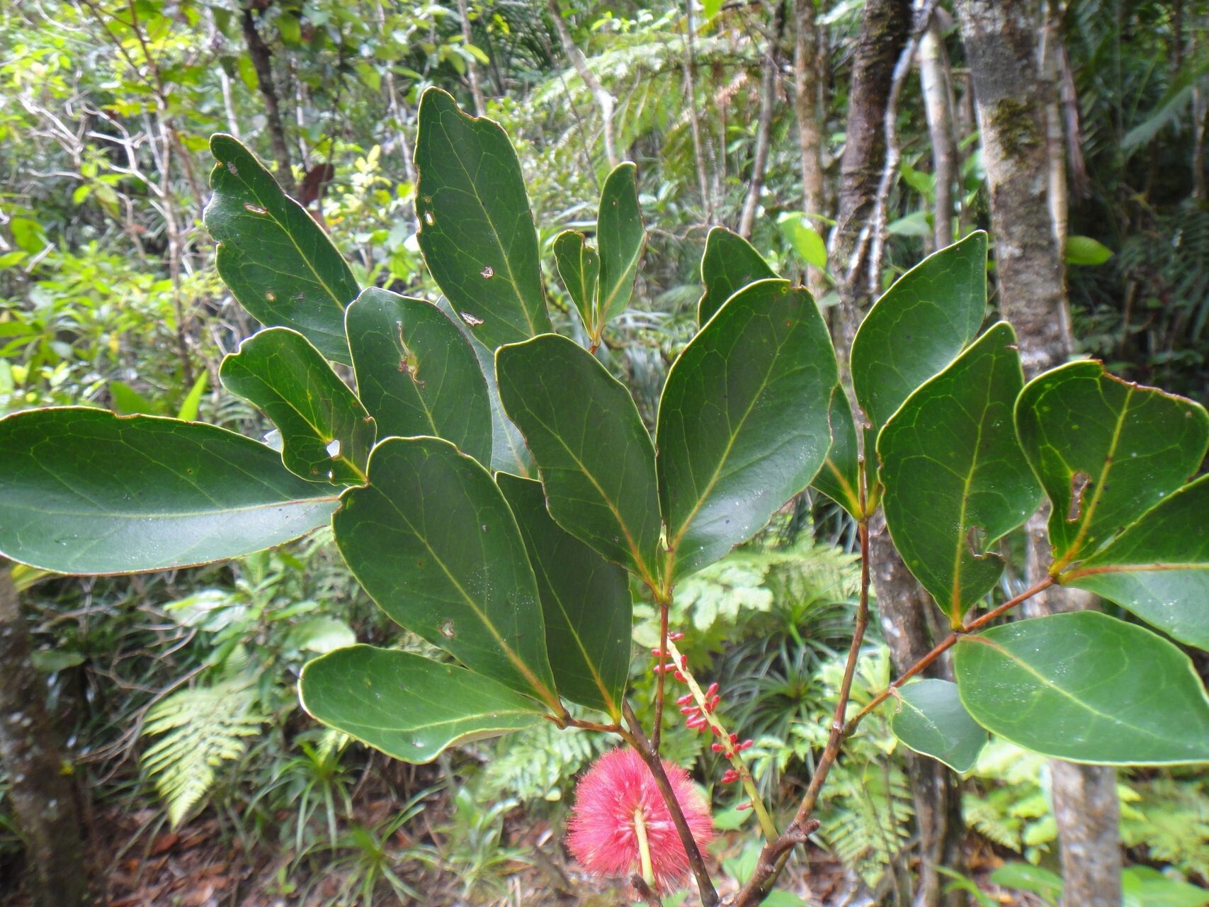 Archidendropsis fulgens — related species from the same genus