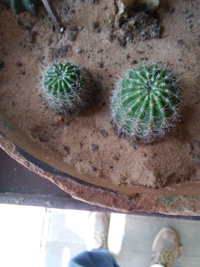 Echinocereus viridiflorus bark