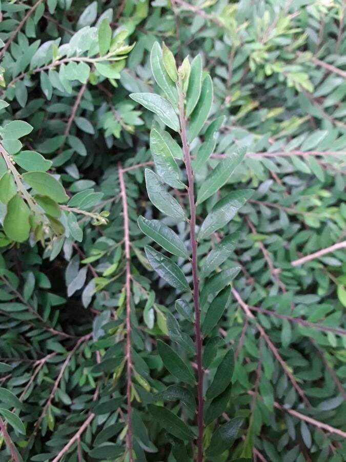 Buxus rolfei leaf