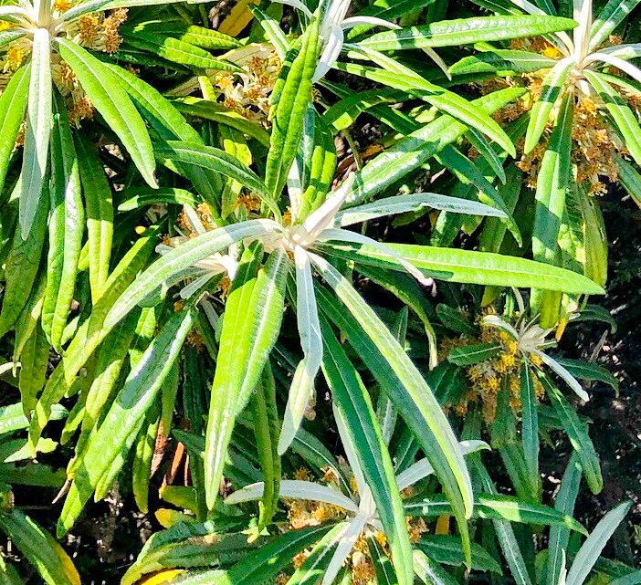 Bedfordia salicina — related species from the same genus