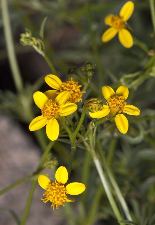 Coreocarpus arizonicus flower