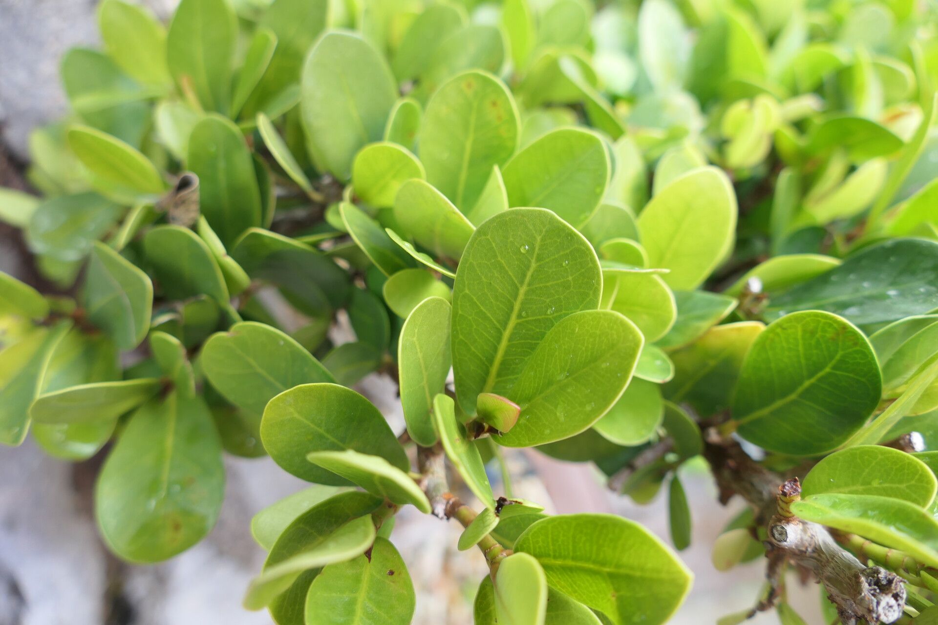 Ficus natalensis — search result for 'Ficus'