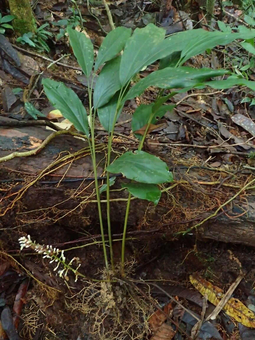 Renealmia cincinnata — search result for 'Renealmia'