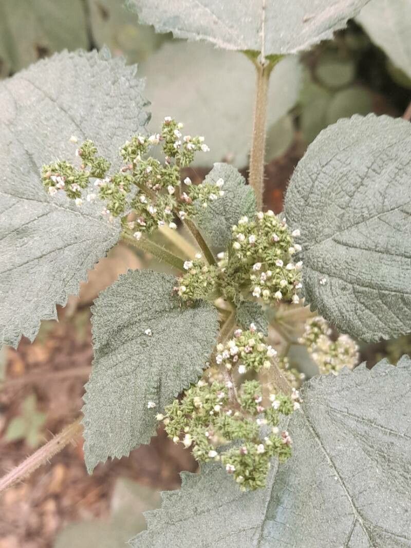 Laportea aestuans flower