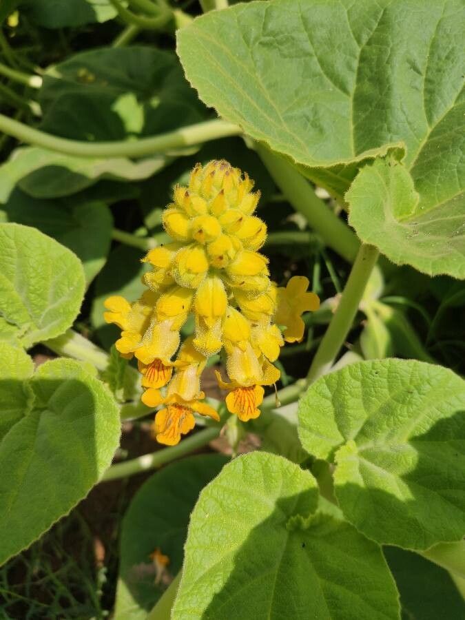 Ibicella lutea flower