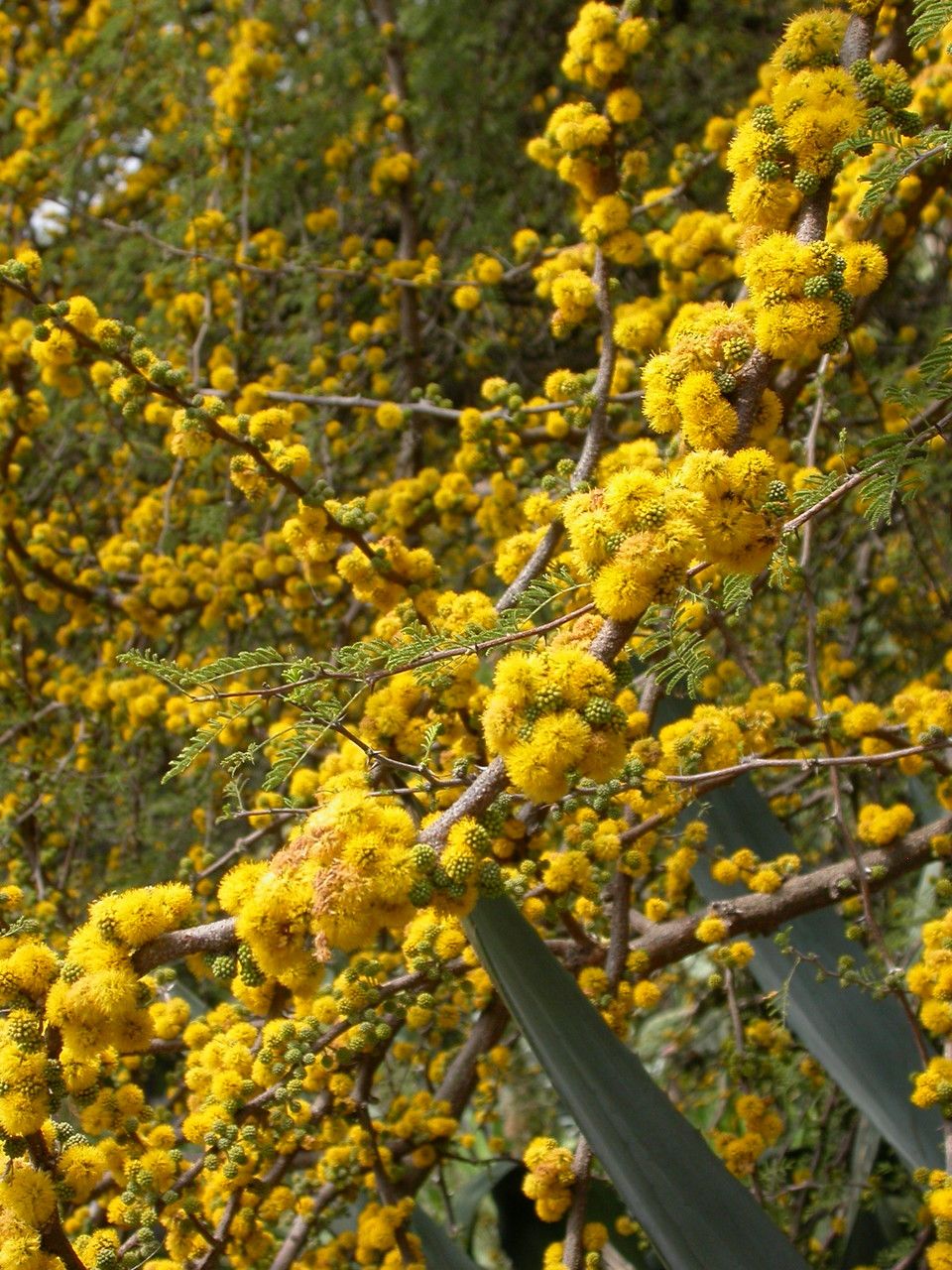 Acacia caven flower