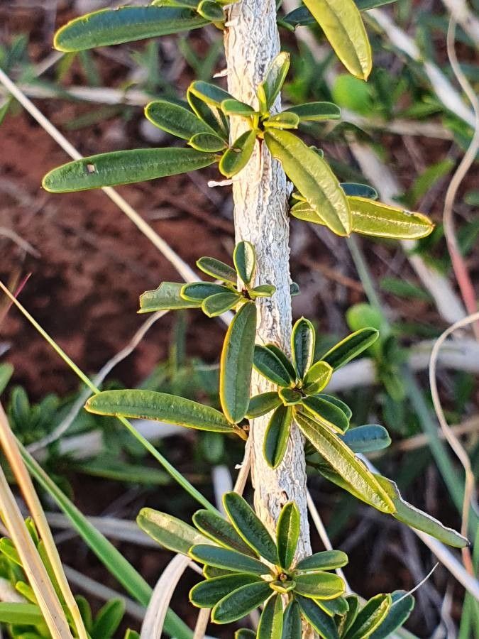 Maerua endlichii — search result for 'Maerua'