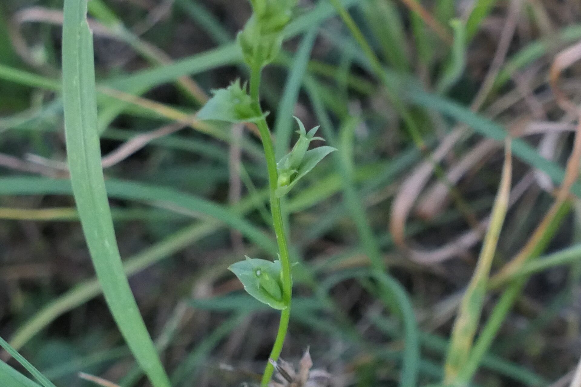 Triodanis biflora bark