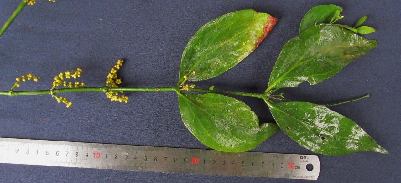 Phoradendron crassifolium other