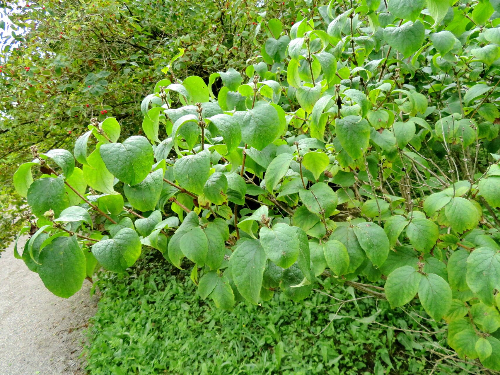 Lonicera ferdinandi habit
