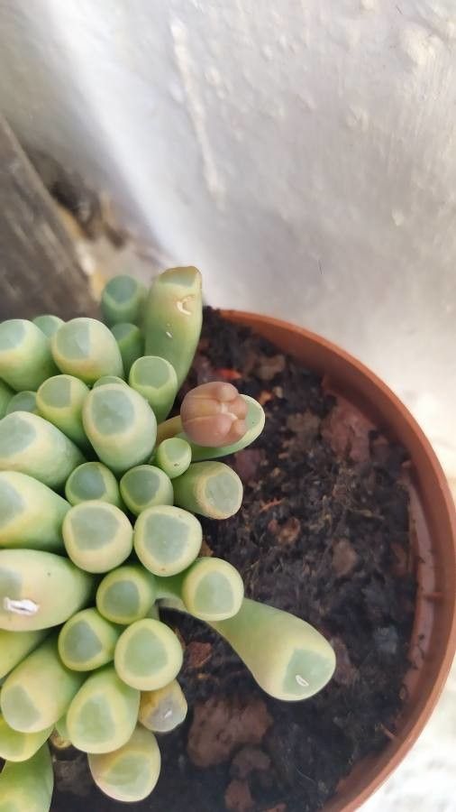 Fenestraria rhopalophylla flower