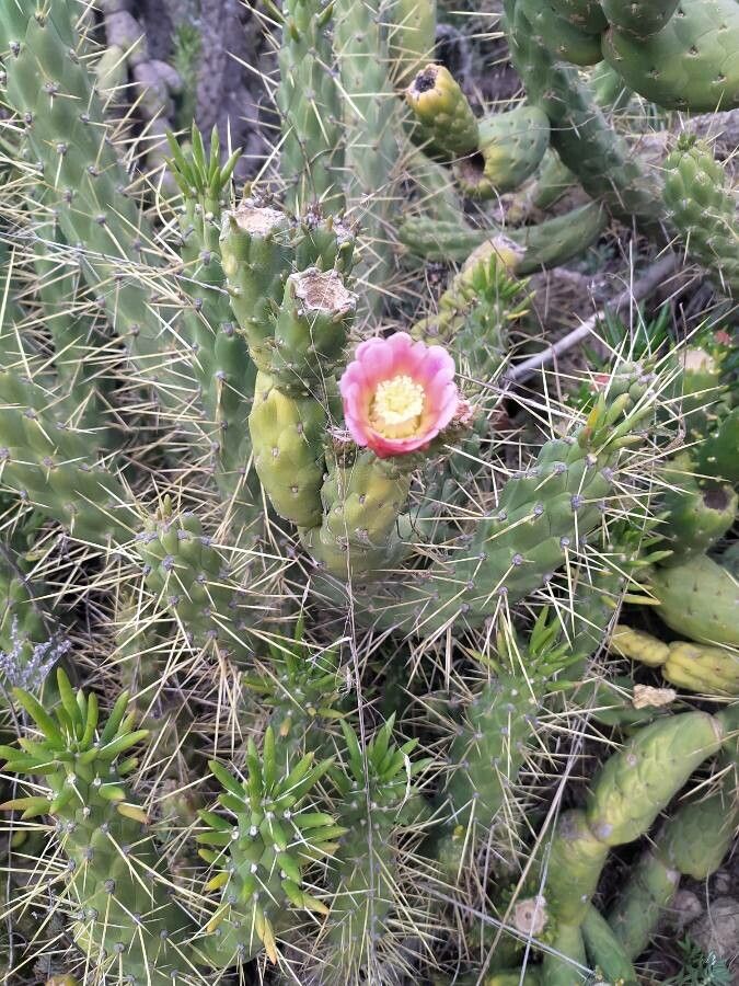 Opuntia cylindrica flower