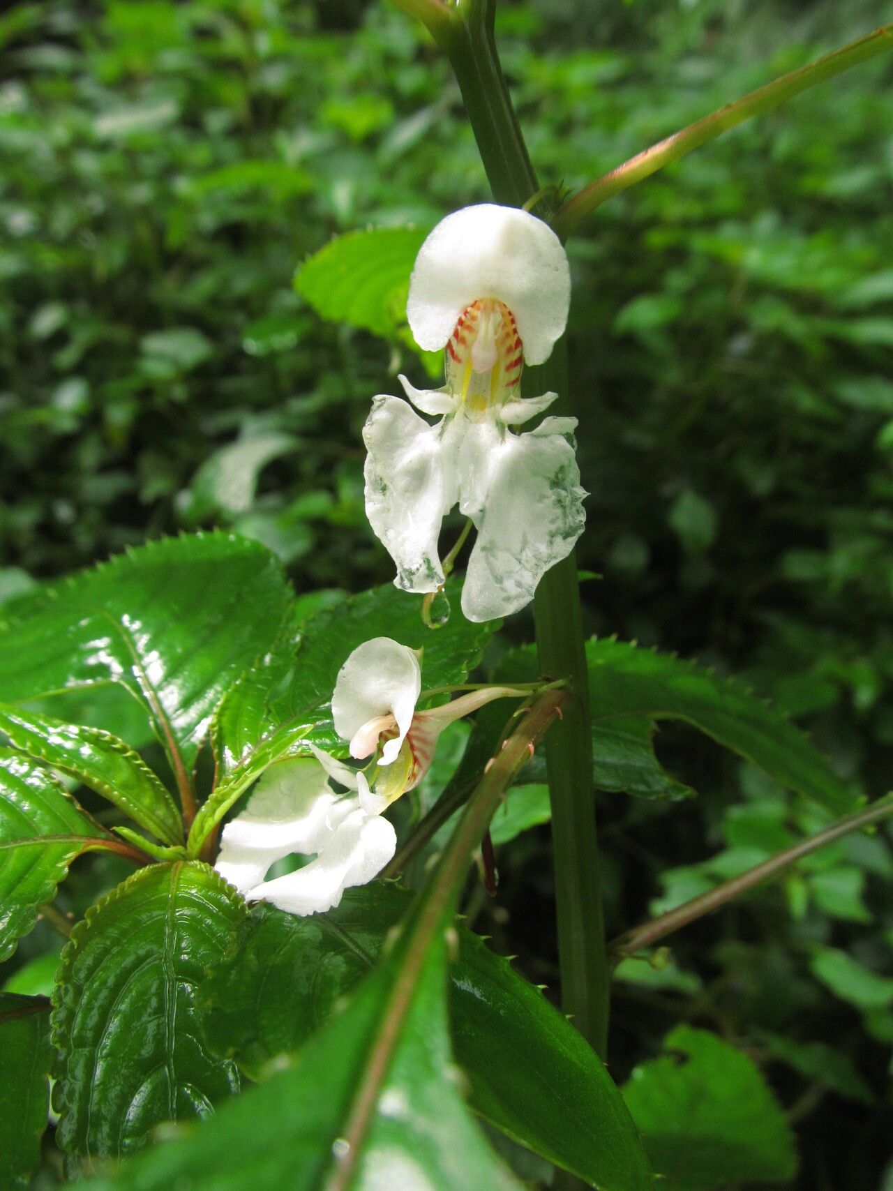 Impatiens mannii flower