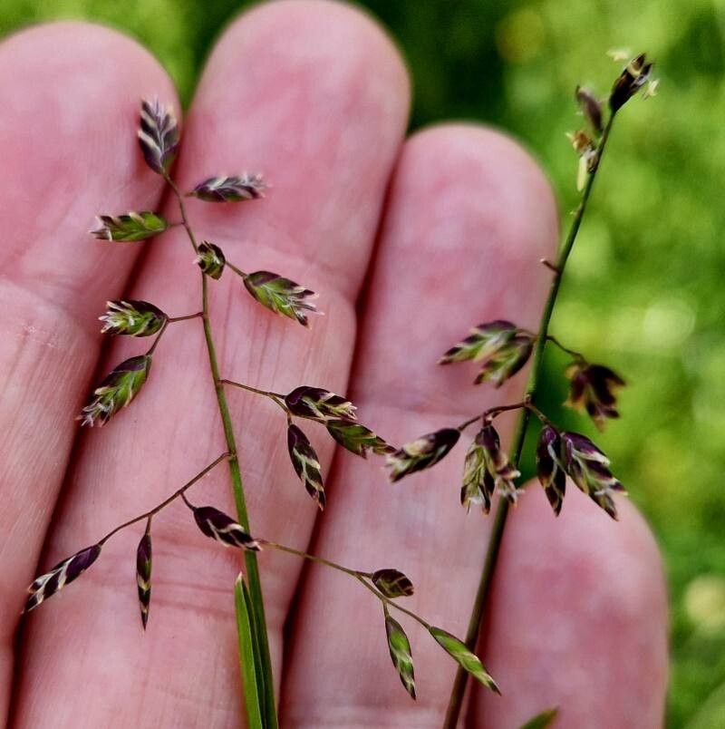 Poa supina flower