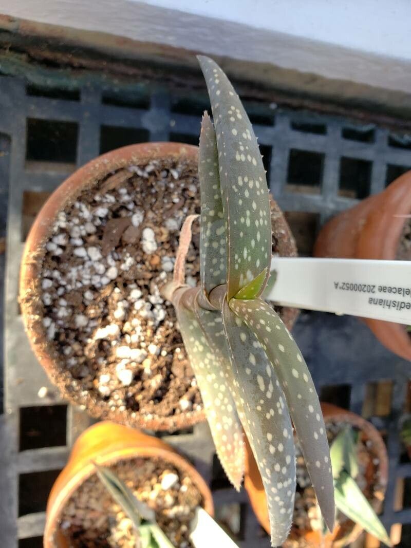 Aloe medishiana leaf