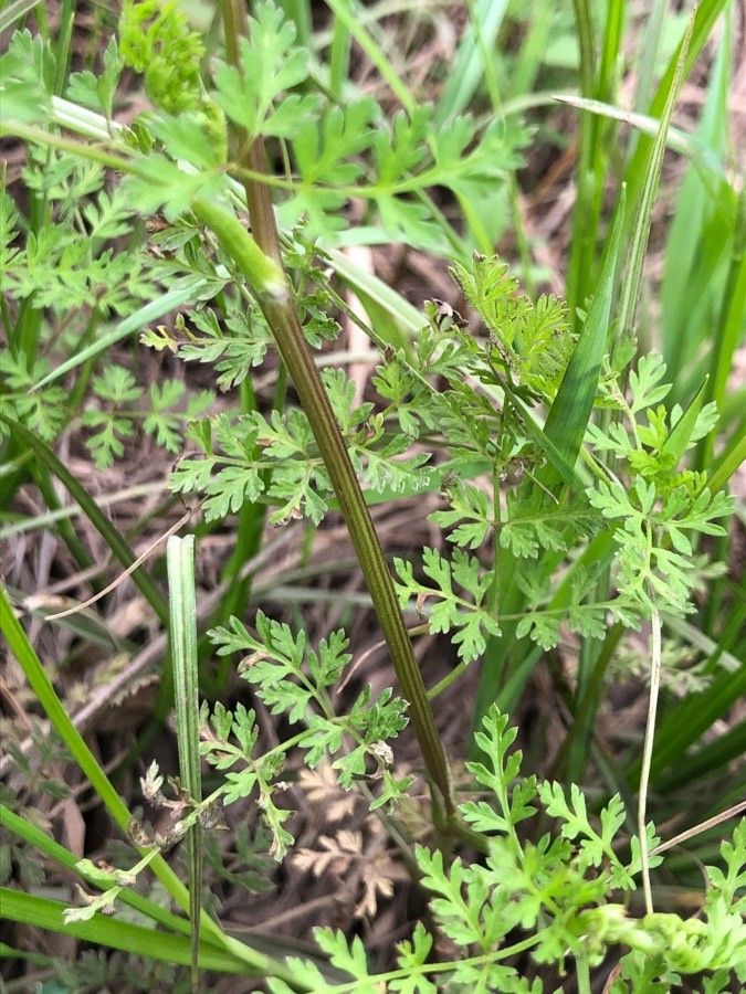 Chaerophyllum tainturieri other